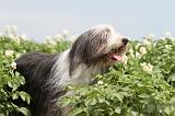 BEARDED COLLIE 022